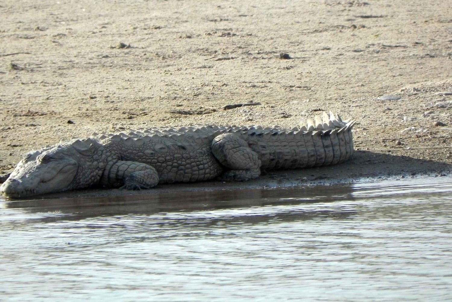Agra: päiväkierros Chambal River Safarille ja lounas