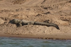From Agra: Day Trip to Chambal River Safari with Lunch