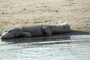 Agra: päiväkierros Chambal River Safarille ja lounas
