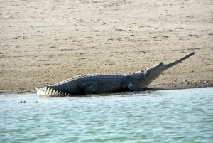 Agra: päiväkierros Chambal River Safarille ja lounas