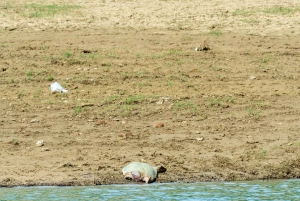 Agra: päiväkierros Chambal River Safarille ja lounas