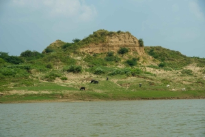 Agra: päiväkierros Chambal River Safarille ja lounas