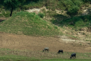 Agra: päiväkierros Chambal River Safarille ja lounas