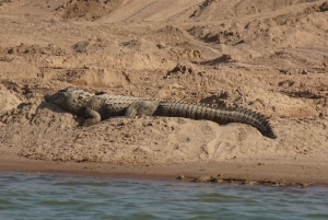 Agra: päiväkierros Chambal River Safarille ja lounas
