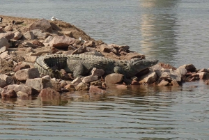 Agra: päiväkierros Chambal River Safarille ja lounas