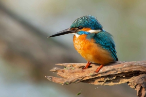 From Agra: Taj Mahal, Fatehpur Sikri & Bird Safari Tour