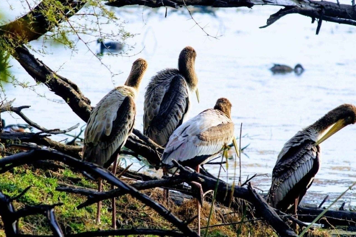 Desde Agra: tour por el Taj Mahal y el santuario de aves de Bharatpur