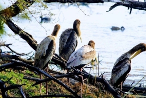 Desde Agra: tour por el Taj Mahal y el santuario de aves de Bharatpur