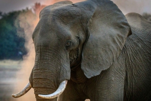 Från Agra: Taj Mahal-turné med elefantskyddscenter