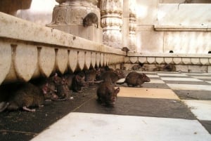 From Bikaner: Rat Temple Tour with Drop-off at Jodhpur