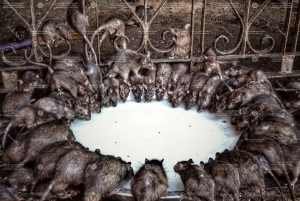 From Bikaner: Rat Temple Tour with Drop-off at Jodhpur