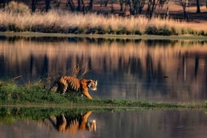From Delhi: 2 Days 1 Night Ranthambore Tiger Safari Tour