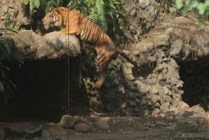 From Delhi: 2 Days 1 Night Ranthambore Tiger Safari Tour