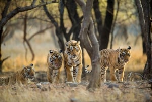 From Delhi: 2 Days 1 Night Ranthambore Tiger Safari Tour