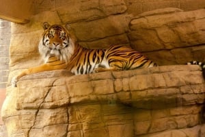 Z Delhi: 2-dniowa, 1-dniowa wycieczka Ranthambore Tiger Safari Tour