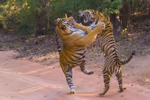 Z Delhi: 2-dniowa, 1-dniowa wycieczka Ranthambore Tiger Safari Tour