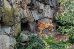 Z Delhi: 2-dniowa, 1-dniowa wycieczka Ranthambore Tiger Safari Tour