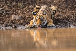 Z Delhi: 2-dniowa, 1-dniowa wycieczka Ranthambore Tiger Safari Tour