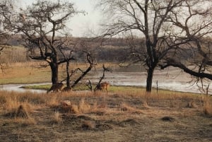 Z Delhi: 2-dniowa, 1-dniowa wycieczka Ranthambore Tiger Safari Tour