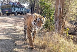 Von Delhi aus: 2-tägige Jaipur-Tour mit Ranthambore-Tigersafari