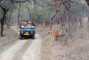 Von Delhi aus: 2-tägige Jaipur-Tour mit Ranthambore-Tigersafari