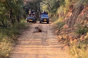 Von Delhi aus: 2-tägige Jaipur-Tour mit Ranthambore-Tigersafari