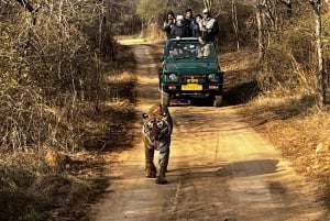 Von Delhi aus: 2-tägige Jaipur-Tour mit Ranthambore-Tigersafari