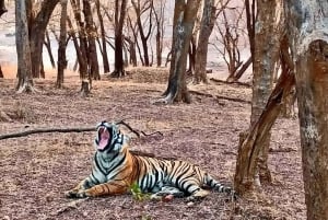 Von Delhi aus: 2-tägige Jaipur-Tour mit Ranthambore-Tigersafari