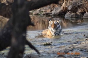 Von Delhi aus: 2-tägige Jaipur-Tour mit Ranthambore-Tigersafari