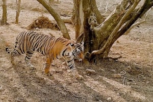 Von Delhi aus: 2-tägige Jaipur-Tour mit Ranthambore-Tigersafari