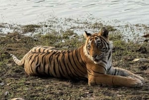 Von Delhi aus: 2-tägige Jaipur-Tour mit Ranthambore-Tigersafari