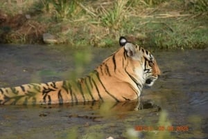 Von Delhi aus: 2-tägige Jaipur-Tour mit Ranthambore-Tigersafari