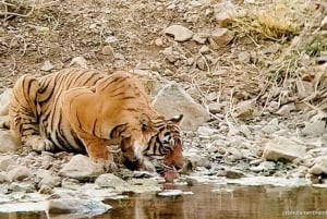Von Delhi aus: 2-tägige Jaipur-Tour mit Ranthambore-Tigersafari