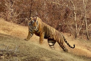 Von Delhi aus: 2-tägige Jaipur-Tour mit Ranthambore-Tigersafari