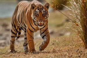 Von Delhi aus: 2-tägige Jaipur-Tour mit Ranthambore-Tigersafari