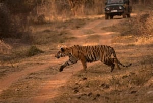 Von Delhi aus: 2-tägige Jaipur-Tour mit Ranthambore-Tigersafari