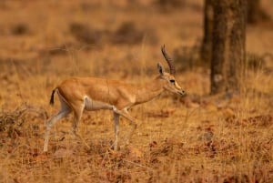Von Delhi aus: 2-tägige Jaipur-Tour mit Ranthambore-Tigersafari