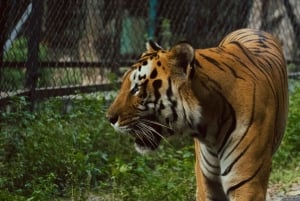 Von Delhi aus: 2-tägige Jaipur-Tour mit Ranthambore-Tigersafari
