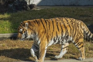 Von Delhi aus: 2-tägige Jaipur-Tour mit Ranthambore-Tigersafari
