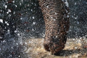 From Delhi: 3-Day Agra, SOS & Ranthambore Wildlife Tour