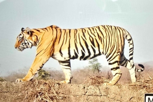 From Delhi: 3-Day Agra, SOS & Ranthambore Wildlife Tour
