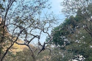 From Delhi: 3-Day Agra, SOS & Ranthambore Wildlife Tour