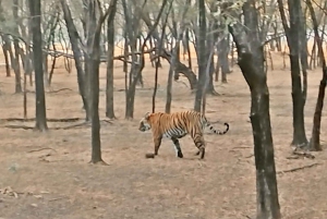 Från Delhi: 3-dagars vildmarkstur i Agra, SOS och Ranthambore