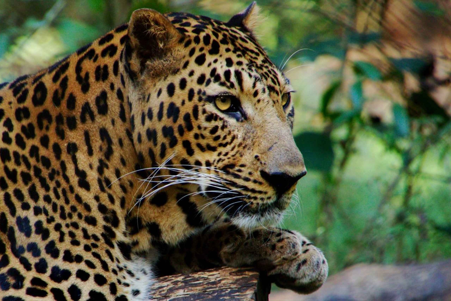 From Delhi: 3-Day Leopard Safari and Golden Triangle Tour