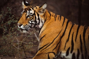 Vanuit Delhi: 3-daagse rondleiding door het Ranthambore National Park