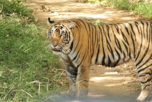 Från Delhi: 3-dagars rundtur i nationalparken Ranthambore