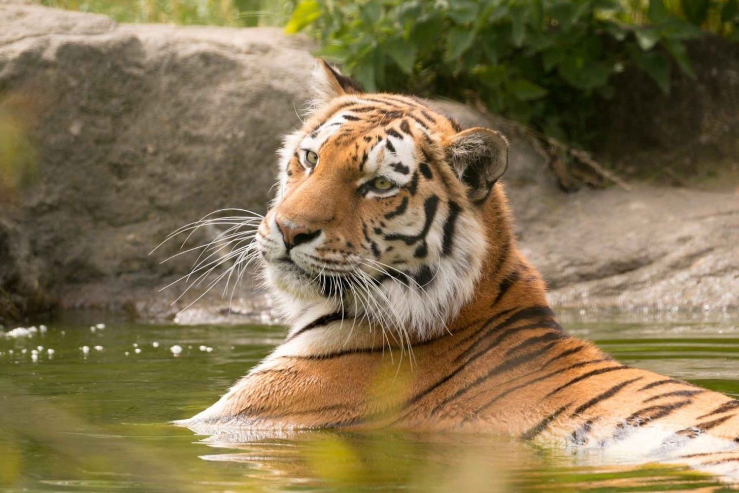 Vanuit Delhi: 3-daagse tijgersafari door Ranthambore