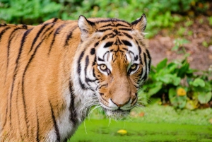 From Delhi: 3-Day Ranthambore Tiger Safari Tour