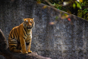 From Delhi: 3-Day Ranthambore Tiger Safari Tour