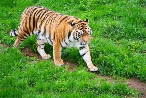 From Delhi: 3-Day Ranthambore Tiger Safari Tour